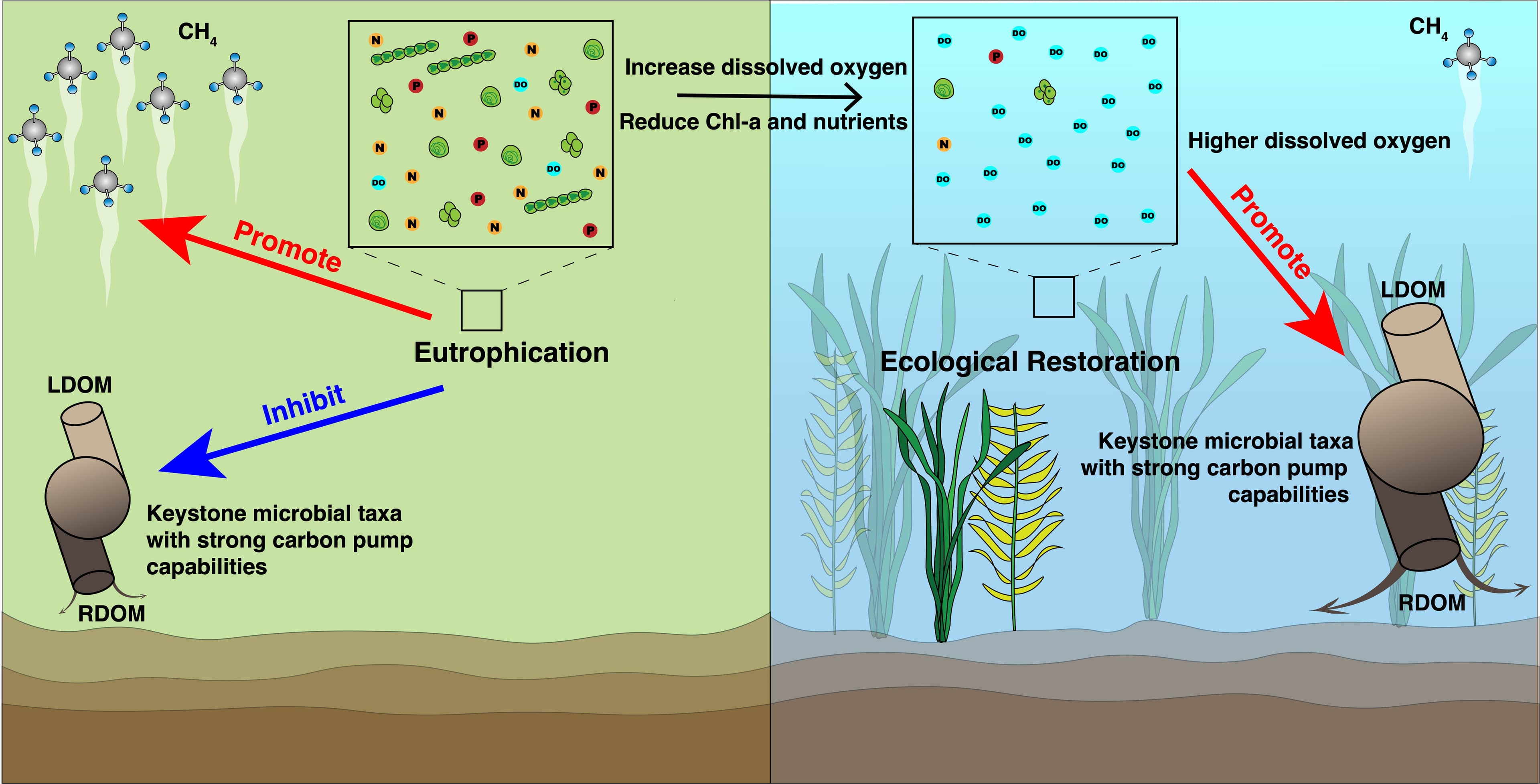 沉水植物修复如何推动湖泊水体碳封存？——新研究揭示微生物碳泵机制