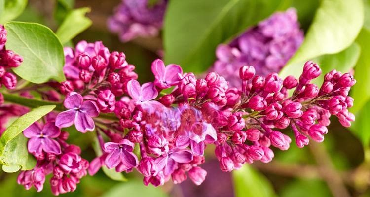 丁香花的寓意是什么？如何用丁香花表达情感？