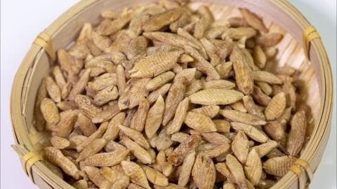 西洋参和麦冬泡水的功效与饮用注意事项