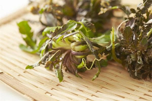 春日野菜食用指南：这些野菜怎么吃才安全？