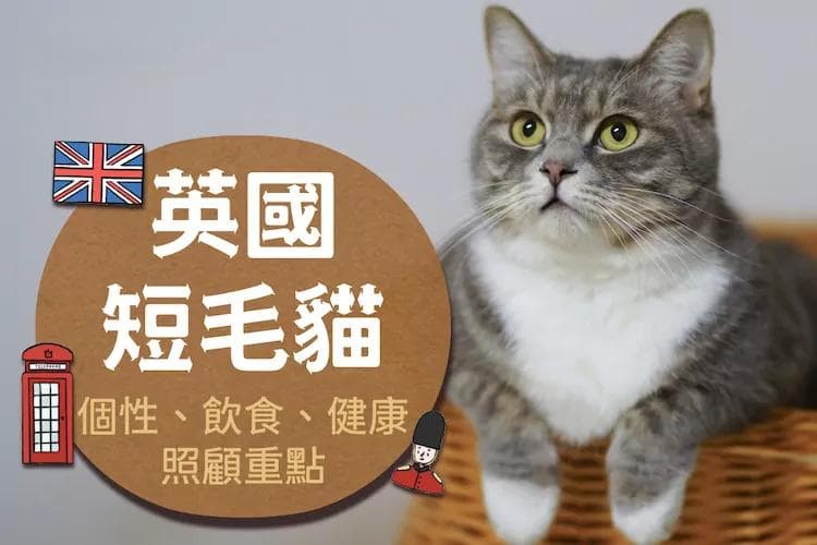 关于英国短毛猫：个性、饮食、健康照顾重点
