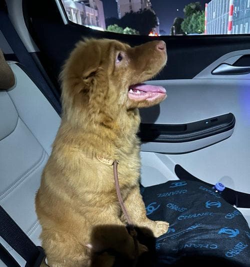 小泰迪三个月时的主要食物及喂养指南