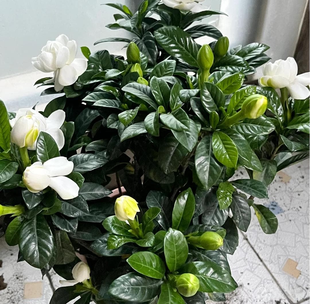 大叶栀子花栽培秘籍，让你秒变园艺达人！