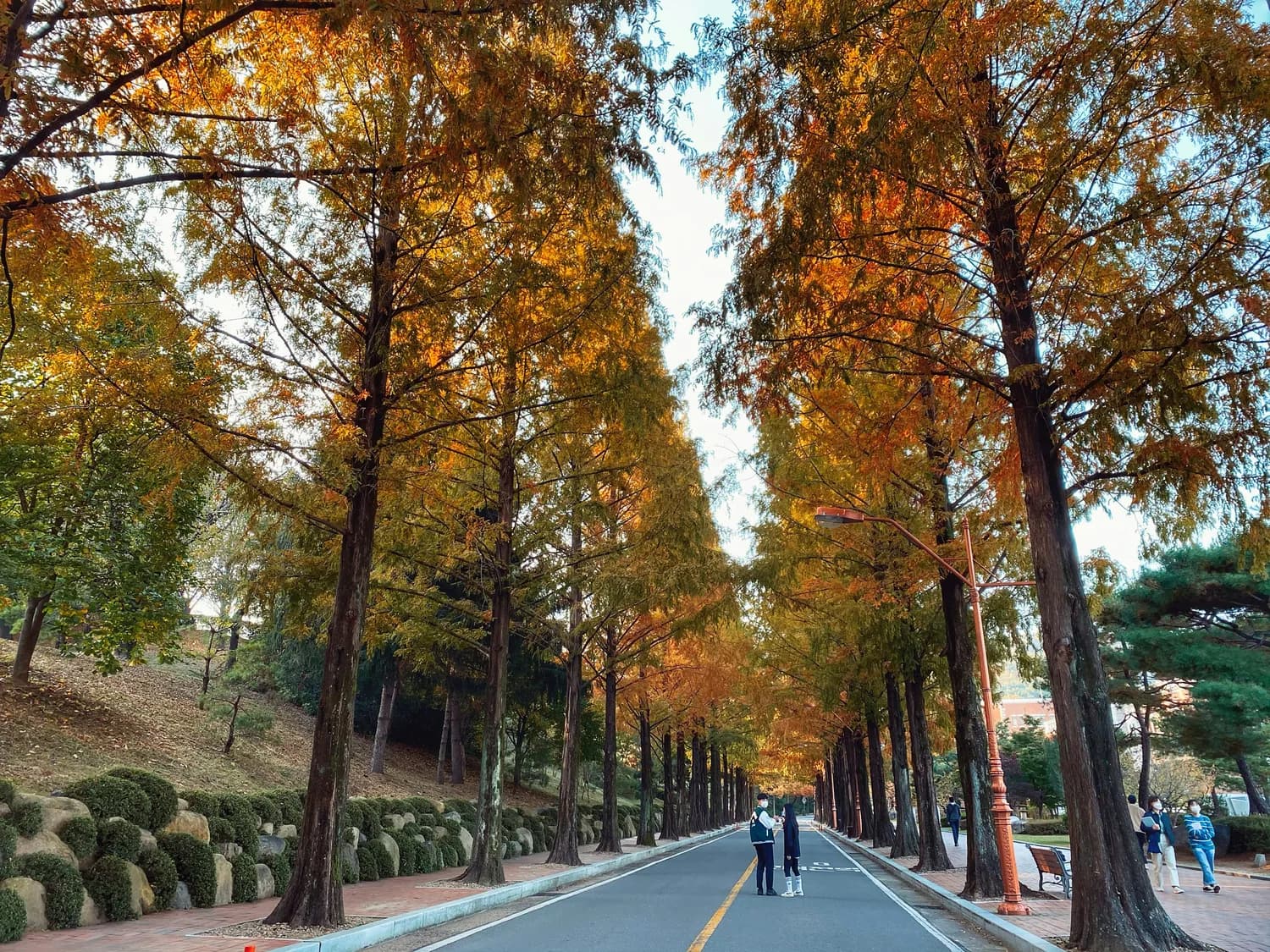 厦门大学秋冬打卡全攻略：落羽杉、芙蓉湖等绝美景点等你来