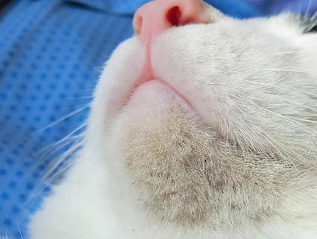 猫咪黑下巴全攻略：清洁、治疗与预防技巧