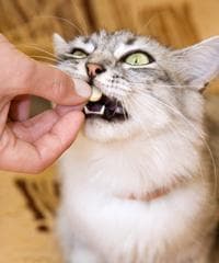 猫咪吃完食物为什么会一直舔嘴？揭秘这一行为背后的原因