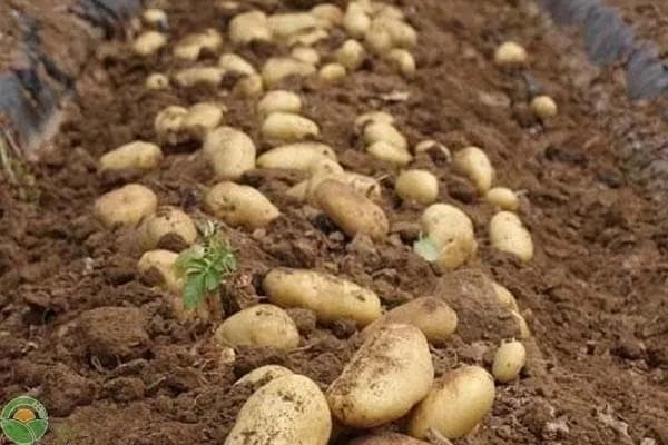 土豆适合几月份种植？从选种到收获的完整指南