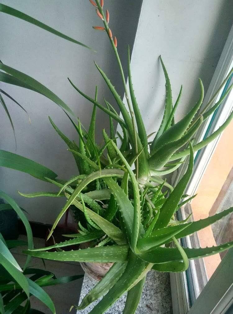 想让芦荟开花？这5个养护细节要记牢