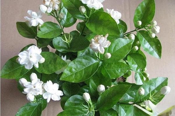 茉莉花如何养护的正确方法