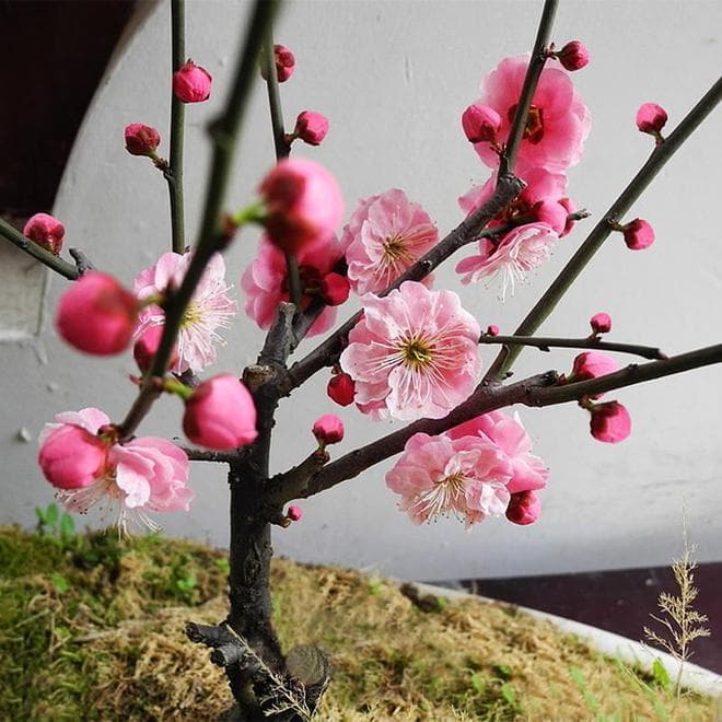梅花几月份开花呢