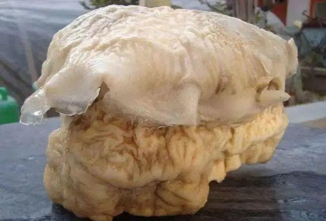 醋缸里的"肥肉"是"太岁"吗？真相揭秘！
