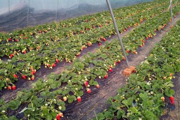 冬季草莓的种植方法和技术
