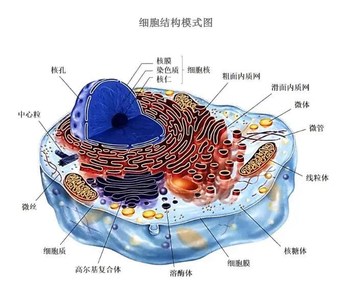 动物细胞有细胞壁吗？详解动物细胞与植物细胞的主要区别