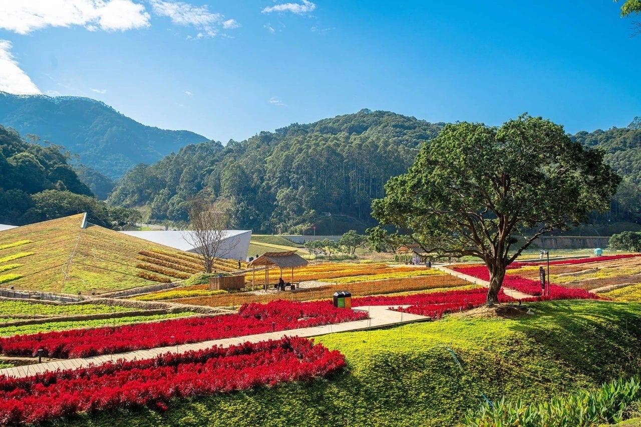 3月春游来广州从化，看樱花、桃花 、油菜花……