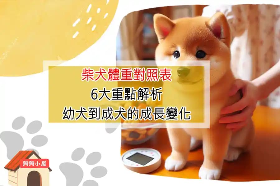 柴犬體重對照表：6大重點解析幼犬到成犬的成長變化