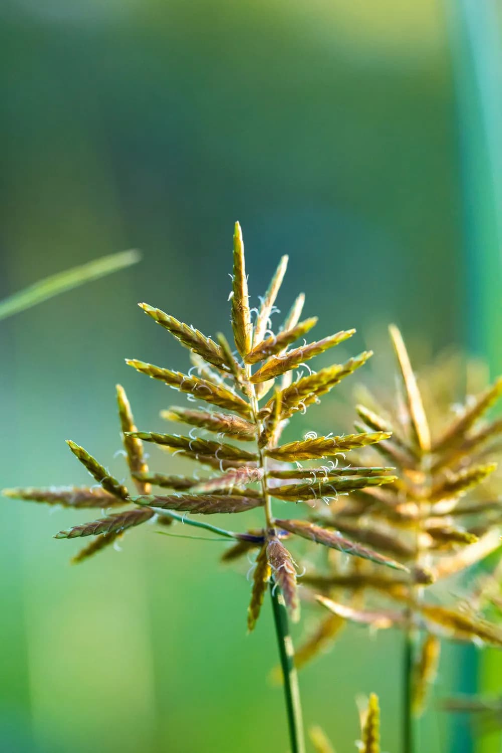 铁甲草：神奇草药还是健康陷阱？