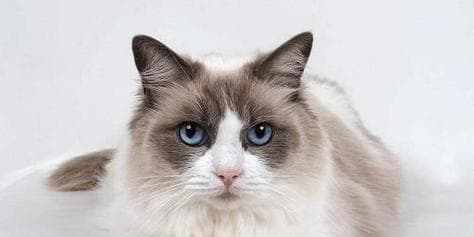 如何计算猫咪的怀孕时间（掌握正确的计算方法）