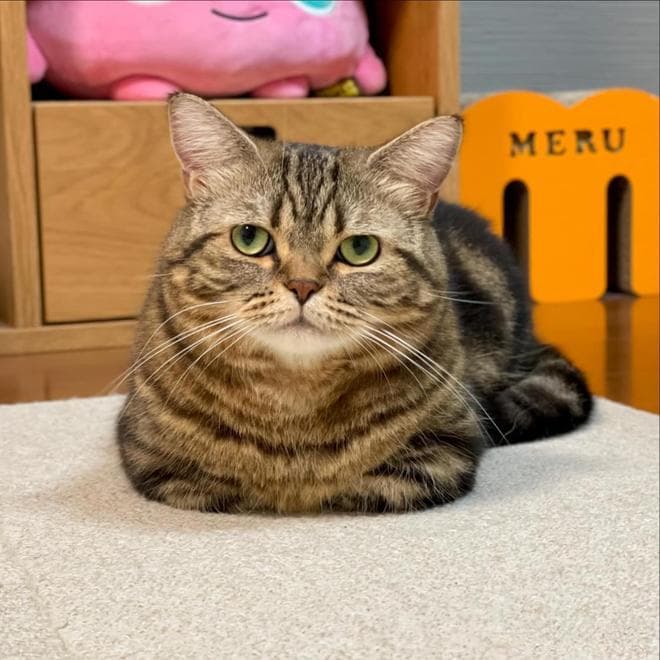 猫咪感到舒服的“适当距离”是多少？猫咪私人空间的小秘密