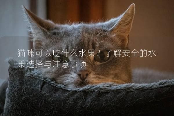 猫咪可以吃什么水果？安全的水果选择与注意事项