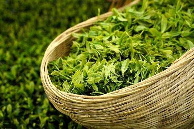 99%人泡错茶！水温对照表曝光️6大茶类最佳冲泡公式