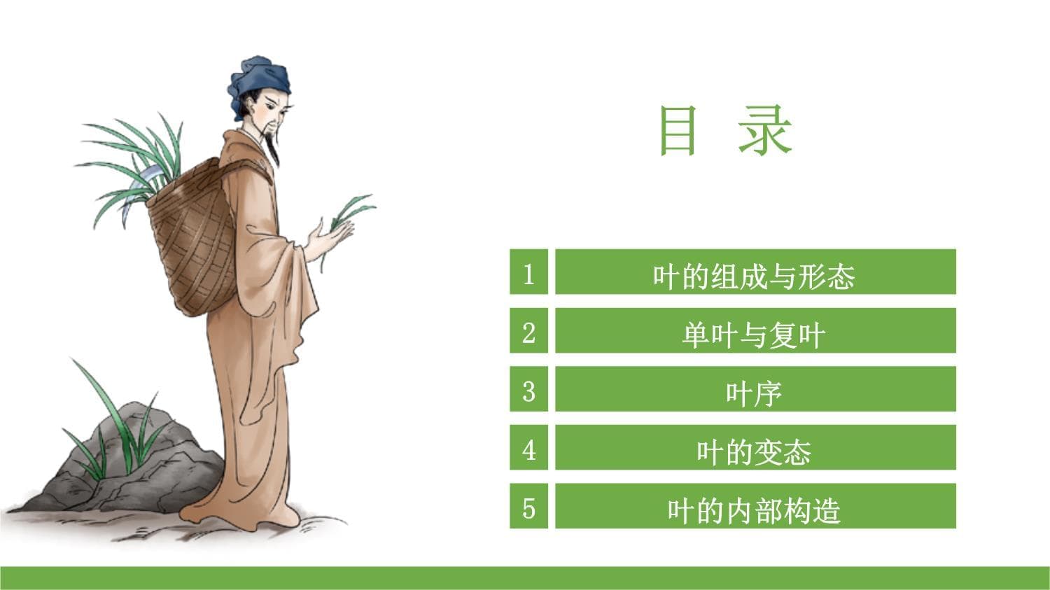 药用植物叶的特征-叶的组成与形态（药用植物识别）