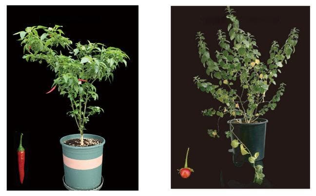 新研究揭示辣椒素生物合成进化机制