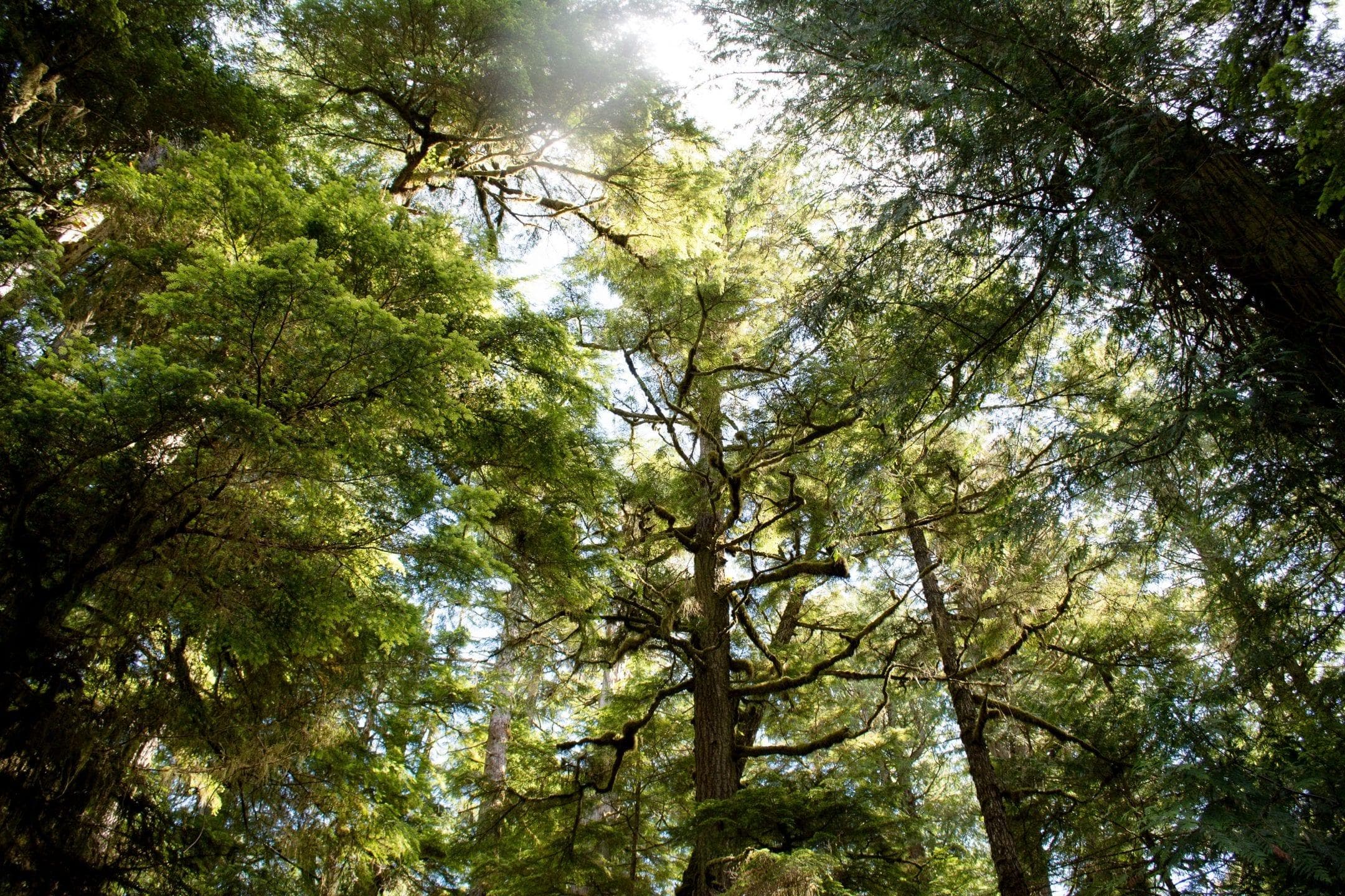 冠层增强植物生物多样性
