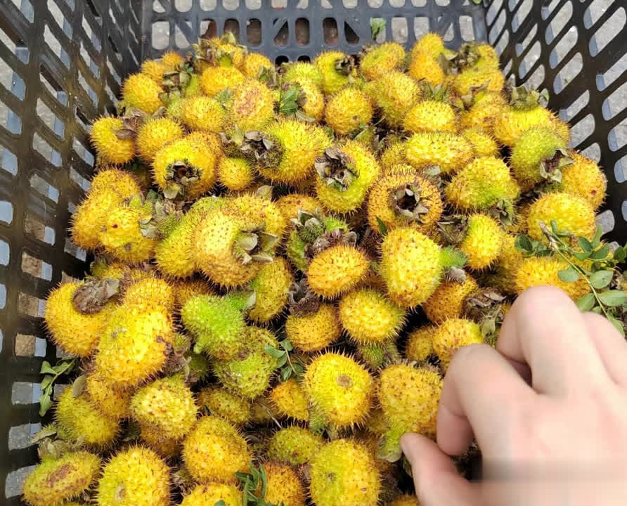 这植物浑身是刺，俗称“刺梨”，果实可泡酒酿酒，若遇到别错过！