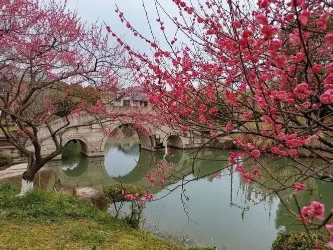 “十里梅花香雪海”，杭州超山风景区赏梅第一选