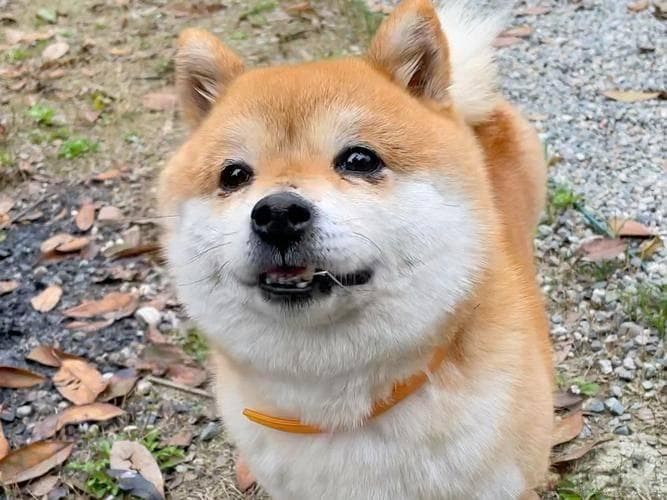 柴犬拉稀不要慌，这几个“妙招”教你轻松应对！