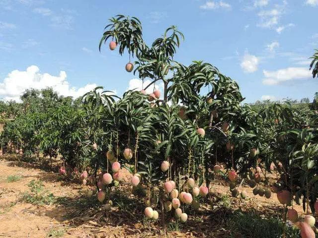 攀枝花干热河谷：中国最大晚熟芒果基地，热带水果产业蓬勃发展