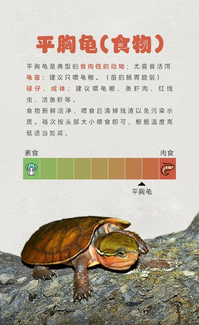 龟王神酒20年养龟专家首次揭秘：平胸龟超详细饲养攻略