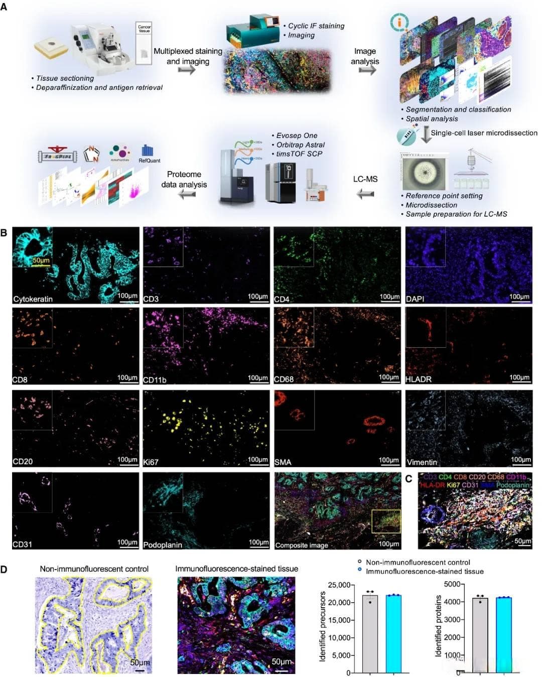空间蛋白组新突破！Mol Cell | Mann团队空间新作解析肿瘤免疫微环境