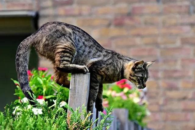猫只是生存能力强，并不是真有9条命！