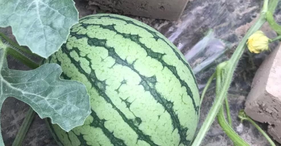 打造大又甜的西瓜，这些肥料你不能错过（西瓜种植肥料知识大揭秘，助你拿下大丰收）