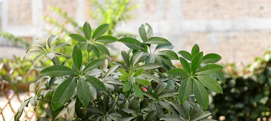 鸭掌木养护指南（如何养好鸭掌木，让它们茁壮成长？）