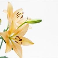 清明扫墓流程（清明节祭扫如何进行）