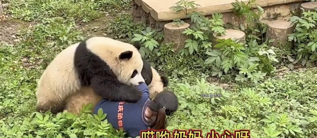 重庆动物园大熊猫扑倒饲养员，别把熊猫不当猛兽