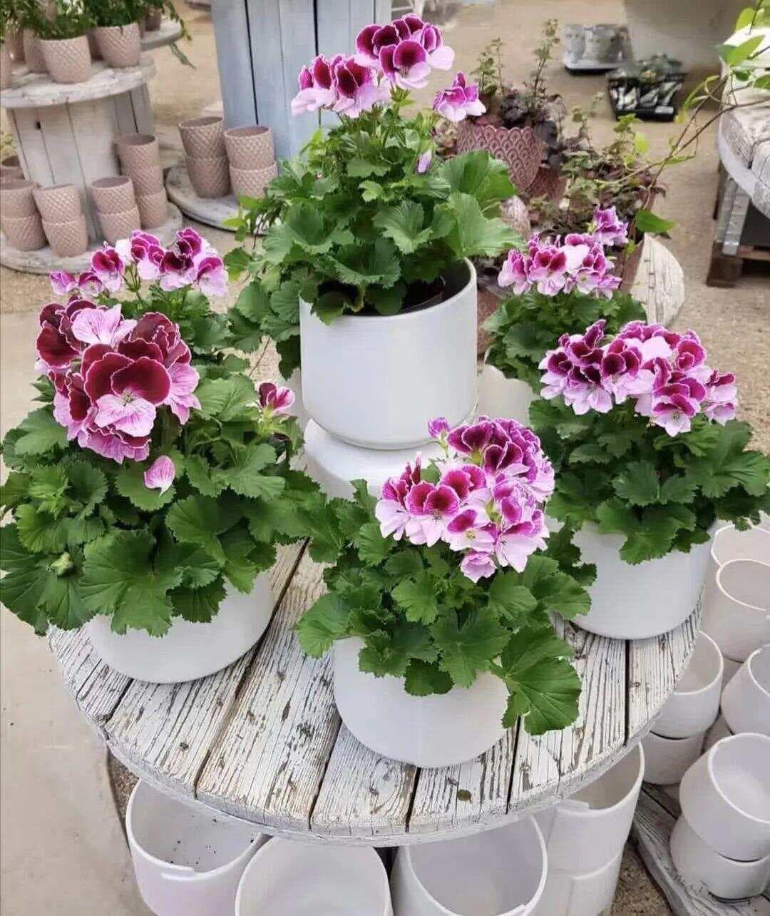 适合室内养的大花天竺葵，可常年开花，没病虫害，花大