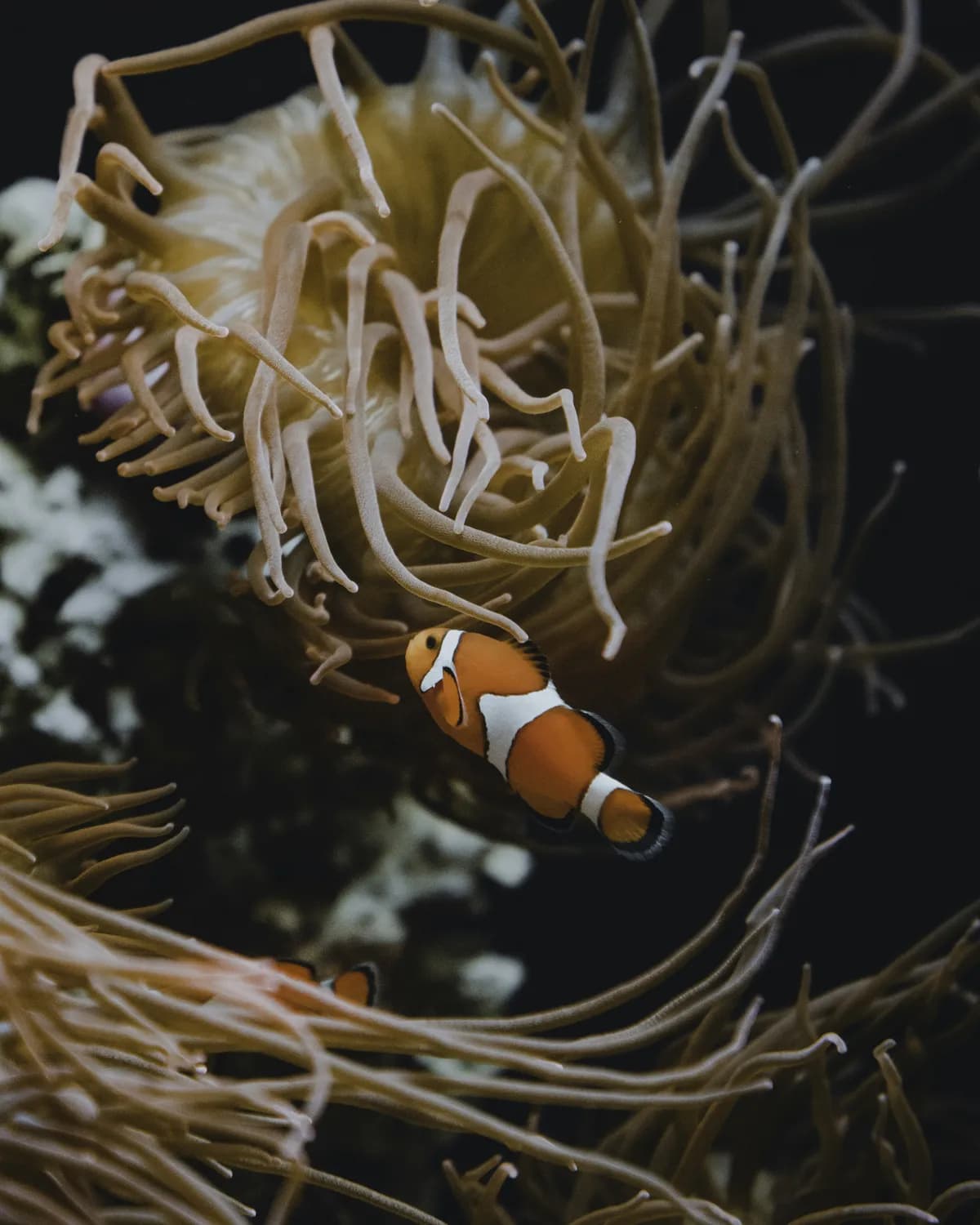 小丑鱼和海葵：海洋中最萌的共生CP