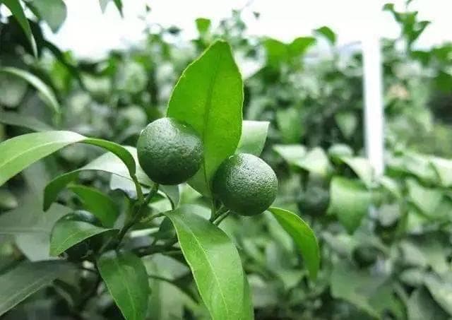 为什么果树促梢建议用硝酸铵钙，不建议用尿素？