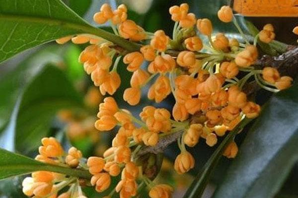 门口种桂花树好不好？