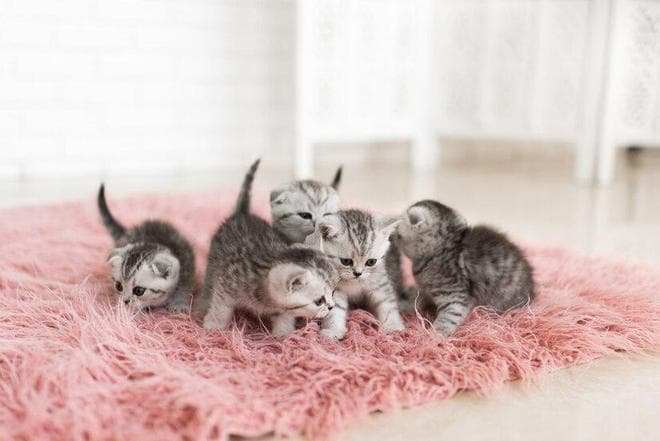 一个月内的小奶猫饲养全攻略，教你如何成为合格的“猫妈妈”！