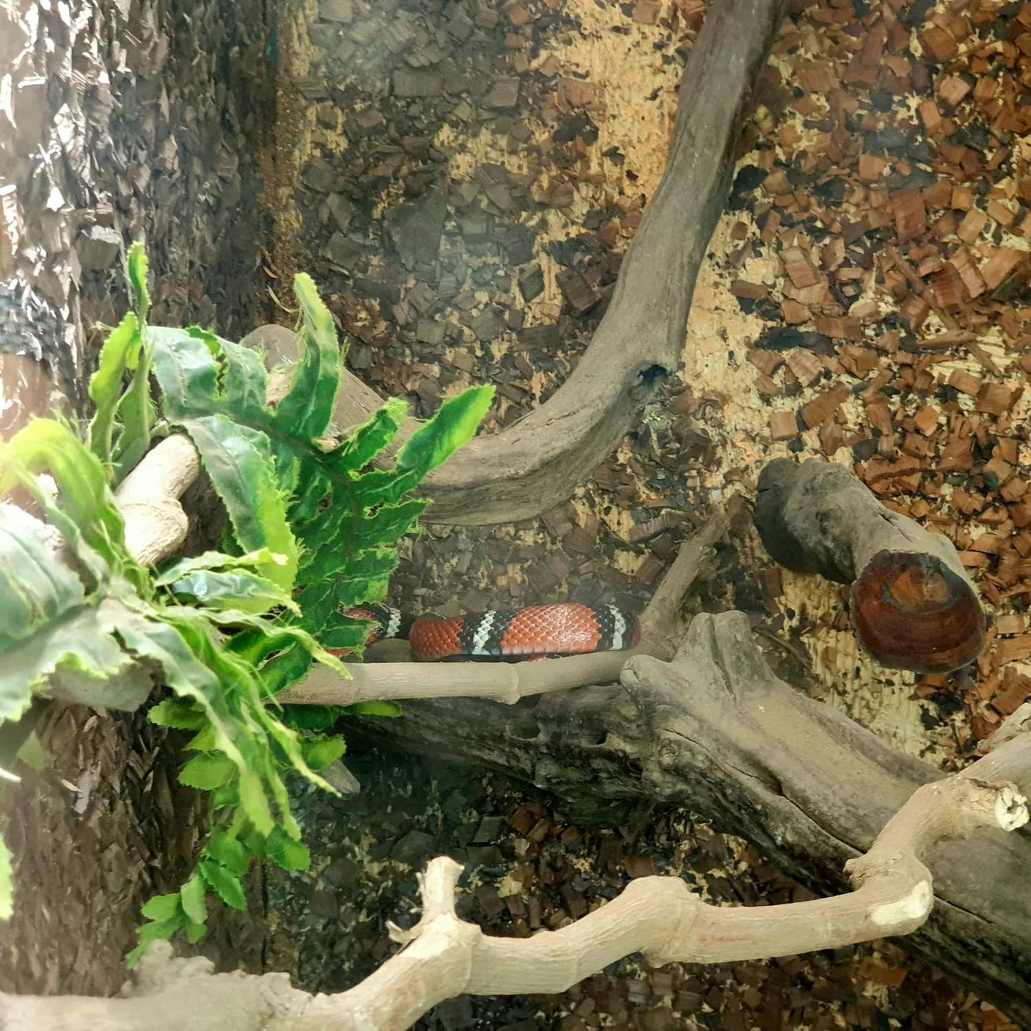 上海动物园蛇展：揭秘蛇类生态角色