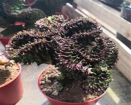 嫁接植物——让生命无限延续（从原理到实践，掌握嫁接技巧）