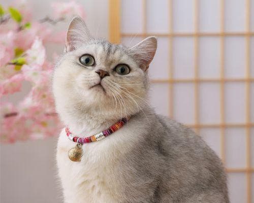 猫咪受伤的危害与处理方法