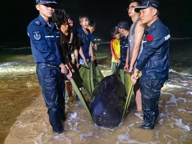 三亚深夜救助搁浅短肢领航鲸，发现疑似怀孕