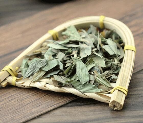 淡竹叶与竹叶有何不同？详解两种植物的区别