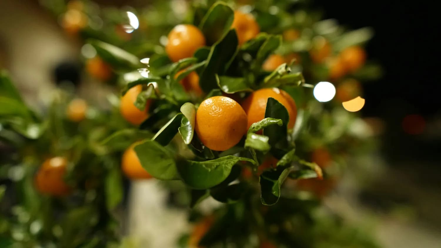 金橘种植与药用价值全攻略