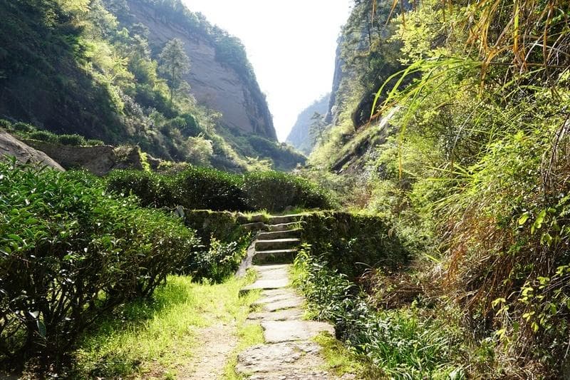 武夷丹崖：塑造世界顶级岩茶的地质密码